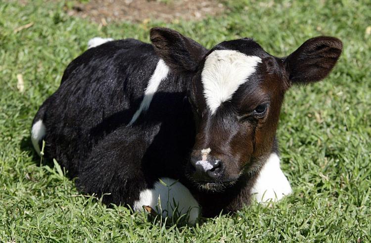 <a><img src="https://www.theepochtimes.com/assets/uploads/2015/09/79007992.jpg" alt="Africa's first cloned cow named Fut (meaning replica in Zulu) is on show to the media in the small town of Brits, Johannesburg. The US food health authority approved the sale of meat and milk from cloned livestock 15 January 2008, declaring the controversial products as safe to eat as those from normal animals.  (Alexander Joe/Getty Images)" title="Africa's first cloned cow named Fut (meaning replica in Zulu) is on show to the media in the small town of Brits, Johannesburg. The US food health authority approved the sale of meat and milk from cloned livestock 15 January 2008, declaring the controversial products as safe to eat as those from normal animals.  (Alexander Joe/Getty Images)" width="320" class="size-medium wp-image-1816540"/></a>