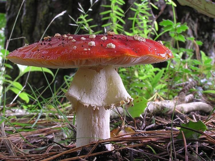 <a><img class="size-medium wp-image-1792870" title="800px-Fly_Agaric_mushroom_04" src="https://www.theepochtimes.com/assets/uploads/2015/09/800px-Fly_Agaric_mushroom_04.jpg" alt="" width="350" height="262"/></a>