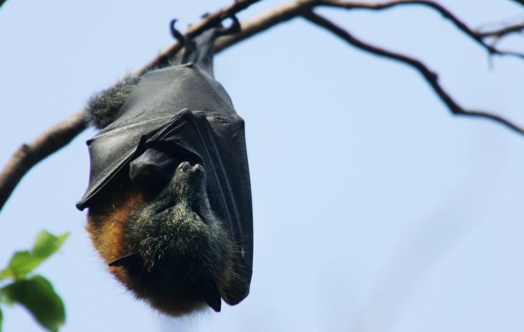 <a><img class="size-large wp-image-1790893" title="Grey-Headed Flying Foxes To Be Relocated From Royal Botanic Gardens" src="https://www.theepochtimes.com/assets/uploads/2015/09/80317992.jpg" alt="" width="590" height="374"/></a>