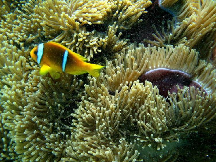 <a><img src="https://www.theepochtimes.com/assets/uploads/2015/09/81336771.jpg" alt="Coral ecosystems face their biggest test with unprecedented environmental conditions predicted for the 21st century. (Hassan Ammar/AFP/Getty Images)" title="Coral ecosystems face their biggest test with unprecedented environmental conditions predicted for the 21st century. (Hassan Ammar/AFP/Getty Images)" width="320" class="size-medium wp-image-1816081"/></a>