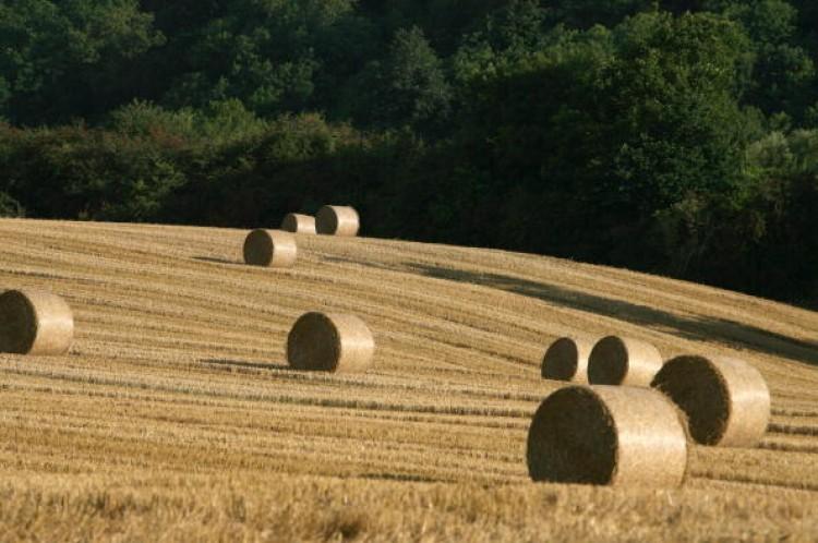 <a><img src="https://www.theepochtimes.com/assets/uploads/2015/09/82618232.jpg" alt="Hay bales dry in the morning sun in a field near Bristol on September 1, 2008 in Somerset. (Matt Cardy/Getty Images)" title="Hay bales dry in the morning sun in a field near Bristol on September 1, 2008 in Somerset. (Matt Cardy/Getty Images)" width="320" class="size-medium wp-image-1802545"/></a>