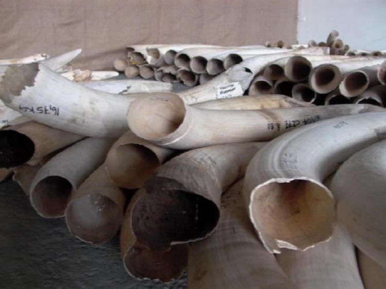 <a><img src="https://www.theepochtimes.com/assets/uploads/2015/09/83463158.jpg" alt="2008 in Windhoek, during the first legal auction of elephant tusks in nearly a decade--exclusively for Chinese and Japanese buyers. (Brigitte Weidlich/AFP/Getty Images)" title="2008 in Windhoek, during the first legal auction of elephant tusks in nearly a decade--exclusively for Chinese and Japanese buyers. (Brigitte Weidlich/AFP/Getty Images)" width="320" class="size-medium wp-image-1814767"/></a>