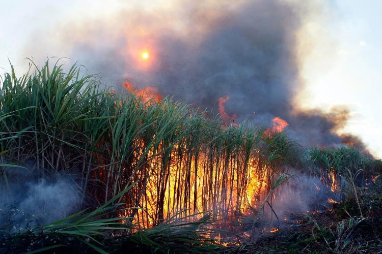<a><img src="https://www.theepochtimes.com/assets/uploads/2015/09/84085139-sugarcane.jpg" alt="Sugarcane is prepared for harvest by burning off dead leaves and other things in the U.S. Sugar Corporation fields December 18, 2008, in Clewiston, Florida.  (Joe Raedle/Getty Images)" title="Sugarcane is prepared for harvest by burning off dead leaves and other things in the U.S. Sugar Corporation fields December 18, 2008, in Clewiston, Florida.  (Joe Raedle/Getty Images)" width="320" class="size-medium wp-image-1827795"/></a>