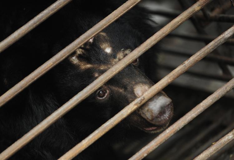 <a><img src="https://www.theepochtimes.com/assets/uploads/2015/09/84687161.jpg" alt="A rescued moon bear peers out of a cage at the Animals Asia Moon Bear Rescue Centre on the outskirts of Chengdu in China's southwestern province of Sichuan, on February 6, 2009.  (Peter Parks/AFP/Getty Images)" title="A rescued moon bear peers out of a cage at the Animals Asia Moon Bear Rescue Centre on the outskirts of Chengdu in China's southwestern province of Sichuan, on February 6, 2009.  (Peter Parks/AFP/Getty Images)" width="320" class="size-medium wp-image-1830602"/></a>