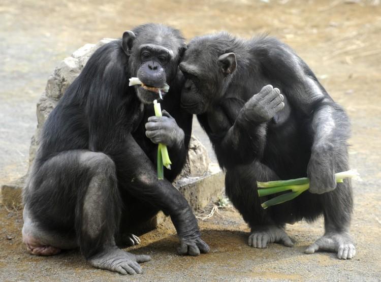 <a><img class="size-full wp-image-1780519" title="The chimpanzees chose to share the rewards in the Ultimatum Game and get their partners to cooperate, just like humans. (Yoshikazu Tsuno/AFP/Getty Images)" src="https://www.theepochtimes.com/assets/uploads/2015/09/84815559.jpg" alt="" width="750" height="555"/></a>