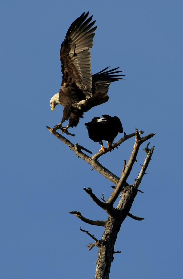<a><img src="https://www.theepochtimes.com/assets/uploads/2015/09/85370297.jpg" alt="A pair of bald eagles perch on a tree near English Bay, Vancouver, in March 2009. A weak chum salmon run has left B.C.'s eagles struggling for survival. (Doug Pensinger/Getty Images)" title="A pair of bald eagles perch on a tree near English Bay, Vancouver, in March 2009. A weak chum salmon run has left B.C.'s eagles struggling for survival. (Doug Pensinger/Getty Images)" width="320" class="size-medium wp-image-1807353"/></a>