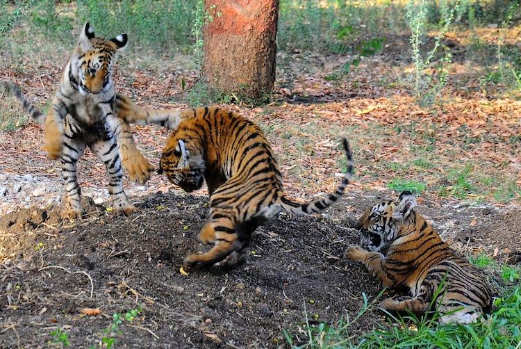 <a><img class="size-large wp-image-1787085" title="CORRECTING DATE Indian tiger cubs play i" src="https://www.theepochtimes.com/assets/uploads/2015/09/88187729.jpg" alt="" width="590" height="442"/></a>