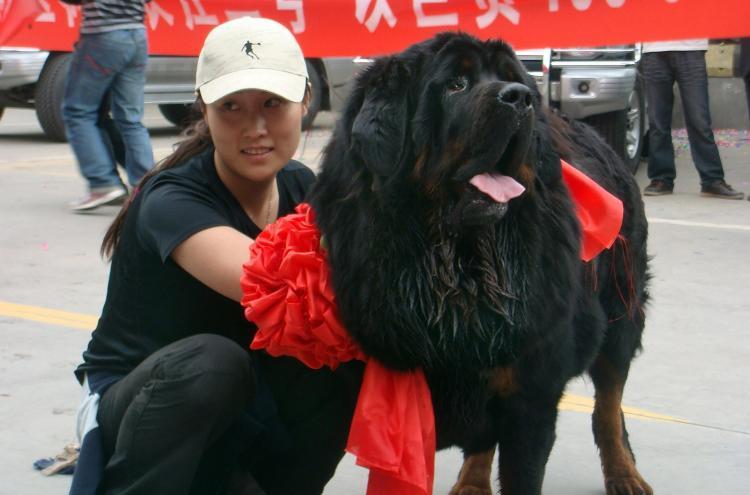 <a><img src="https://www.theepochtimes.com/assets/uploads/2015/09/90539350.jpg" alt="A Tibetan Mastiff was sold for $600,000 to a wealthy Chinese woman identified by the surname Wang. Mrs. Wang poses with her new dog at the Xi'an airport. (STR/AFP/Getty Images)" title="A Tibetan Mastiff was sold for $600,000 to a wealthy Chinese woman identified by the surname Wang. Mrs. Wang poses with her new dog at the Xi'an airport. (STR/AFP/Getty Images)" width="320" class="size-medium wp-image-1816502"/></a>