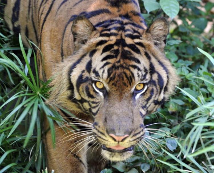 <a><img src="https://www.theepochtimes.com/assets/uploads/2015/09/95930880.jpg" alt="A captive Sumatran tiger pads through its enclosure at Jakarta's Ragunan Zoo. (Romeo Gacad/Getty Images)" title="A captive Sumatran tiger pads through its enclosure at Jakarta's Ragunan Zoo. (Romeo Gacad/Getty Images)" width="320" class="size-medium wp-image-1817432"/></a>