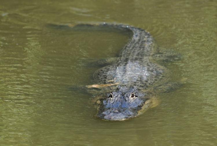 <a><img src="https://www.theepochtimes.com/assets/uploads/2015/09/98236030_alligator_2.jpg" alt="American alligator swimming in a Florida culvert. (Stan Honda/AFP/Getty Images)" title="American alligator swimming in a Florida culvert. (Stan Honda/AFP/Getty Images)" width="320" class="size-medium wp-image-1809012"/></a>