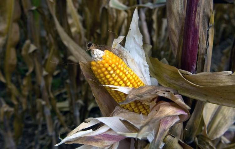<a><img src="https://www.theepochtimes.com/assets/uploads/2015/09/98320647_corn.jpg" alt="Corn at the Phytogenetic Resources Center of the International Maize and Wheat Improvement Center, in Texcoco, Mexico, on Oct. 28, 2009. The Mexican government approved the farming of transgenic corn in Mexican fields. (Ronaldo Schemidt/AFP/Getty Images)" title="Corn at the Phytogenetic Resources Center of the International Maize and Wheat Improvement Center, in Texcoco, Mexico, on Oct. 28, 2009. The Mexican government approved the farming of transgenic corn in Mexican fields. (Ronaldo Schemidt/AFP/Getty Images)" width="320" class="size-medium wp-image-1796068"/></a>