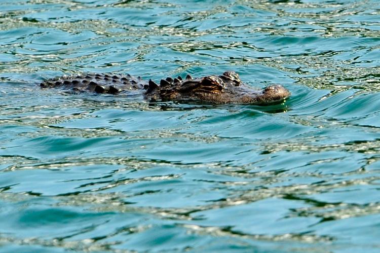 <a><img src="https://www.theepochtimes.com/assets/uploads/2015/09/98864813.jpg" alt="An alligator near the 17th hole during a practice round of THE PLAYERS Championship held at THE PLAYERS Stadium course at TPC Sawgrass on May 5, 2010 in Ponte Vedra Beach, Florida.  (Sam Greenwood/Getty Images)" title="An alligator near the 17th hole during a practice round of THE PLAYERS Championship held at THE PLAYERS Stadium course at TPC Sawgrass on May 5, 2010 in Ponte Vedra Beach, Florida.  (Sam Greenwood/Getty Images)" width="320" class="size-medium wp-image-1817248"/></a>