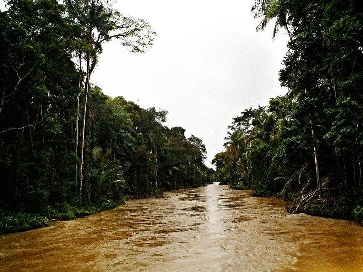 <a><img class="size-large wp-image-1774918" title="The Carauari River in the Amazon, Brazil (file photo). The Brazilian government has vetoed a provisional measure passed by Congress to alter the new Forest Code, which has less strict environmental requirements compared to the original Forest Code. (Courtesy of Eduardo Rizzo Guimarães) " src="https://www.theepochtimes.com/assets/uploads/2015/09/Amazon.jpg" alt="The Carauari River in the Amazon, Brazil (file photo). The Brazilian government has vetoed a provisional measure passed by Congress to alter the new Forest Code, which has less strict environmental requirements compared to the original Forest Code. (Courtesy of Eduardo Rizzo Guimarães) " width="590" height="442"/></a>