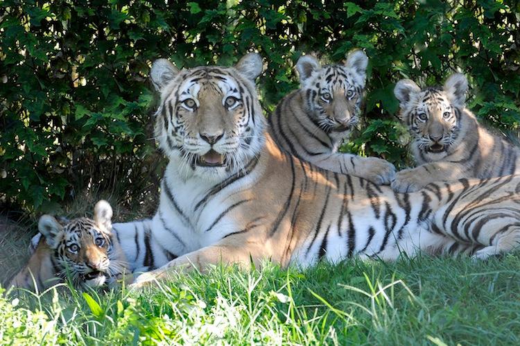 <a><img class="size-full wp-image-1782357" title="Three Amur tiger cubs, also known as Siberian tigers, are seen with their mother at the Wildlife Conservation Society's Bronx Zoo. (Julie Larsen Maher © WCS)" src="https://www.theepochtimes.com/assets/uploads/2015/09/AmurTigerCubs.jpg" alt="" width="750" height="499"/></a>