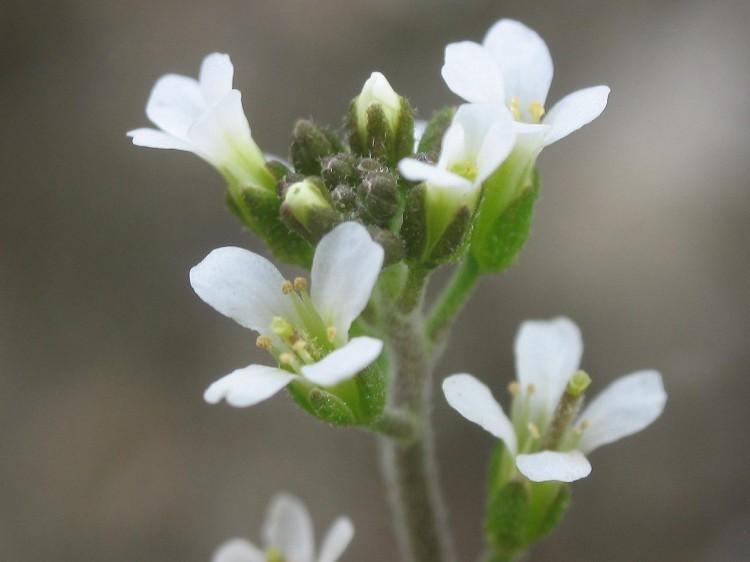 <a><img class="size-medium wp-image-1800386" title="In the plant Arabidopsis, a gene named FLC is at least partially responsible for the plants' memory of the duration of winter. (Alberto Salguero/Wikimedia Commons)" src="https://www.theepochtimes.com/assets/uploads/2015/09/Arabidopsis_thaliana_inflorescencias.jpg" alt="In the plant Arabidopsis, a gene named FLC is at least partially responsible for the plants' memory of the duration of winter. (Alberto Salguero/Wikimedia Commons)" width="320"/></a>