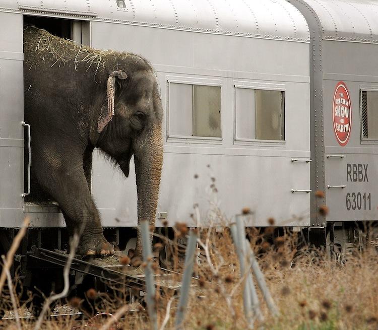 <a><img class="size-full wp-image-1786368" title="A Ringling Bros. and Barnum & Bailey circus elephant exits its train car as it prepares to participate in the walk to the United Center Nov. 14, 2005 in Chicago, Illinois. (Tim Boyle/Getty Images)" src="https://www.theepochtimes.com/assets/uploads/2015/09/BBCircus56157246.jpg" alt="" width="750" height="655"/></a>
