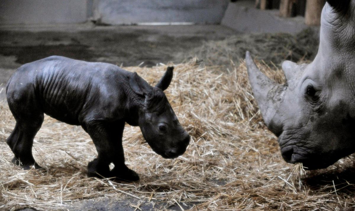 <a><img src="https://www.theepochtimes.com/assets/uploads/2015/09/BUD101.jpg" alt="The white rhino baby and his mother in the Budapest Zoo. The rhino was conceived using artificial insemination and â��cryopreservedâ�� rhino sperm. (Bela Szandelszky)" title="The white rhino baby and his mother in the Budapest Zoo. The rhino was conceived using artificial insemination and â��cryopreservedâ�� rhino sperm. (Bela Szandelszky)" width="320" class="size-medium wp-image-1833169"/></a>