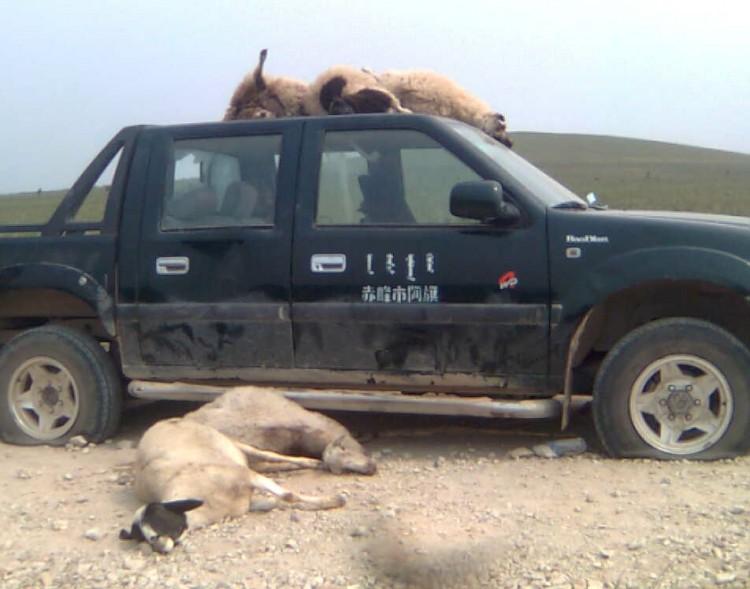 <a><img src="https://www.theepochtimes.com/assets/uploads/2015/09/Bairin_Right_Banner_3.jpg" alt="More than 30 sheep were killed by Chinese hired by a businessman who wanted to take over the land of herders, according to a rights group. (Southern Mongolia Human Rights Information Center)" title="More than 30 sheep were killed by Chinese hired by a businessman who wanted to take over the land of herders, according to a rights group. (Southern Mongolia Human Rights Information Center)" width="320" class="size-medium wp-image-1800330"/></a>