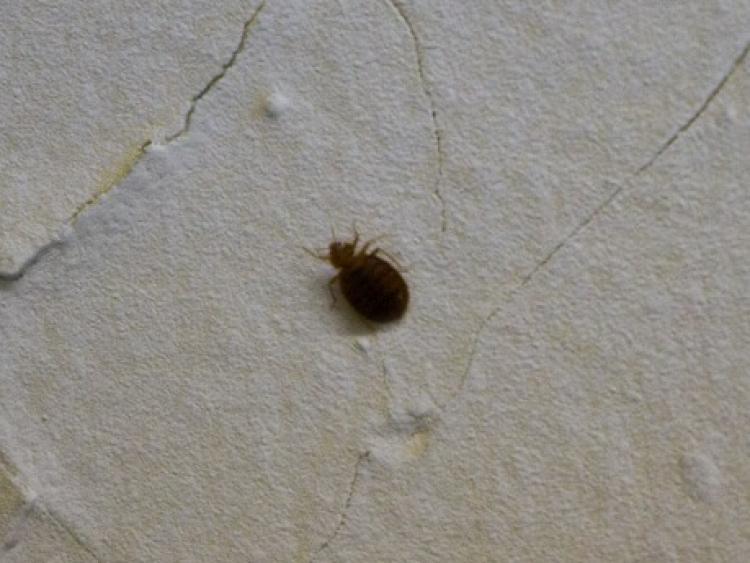 <a><img src="https://www.theepochtimes.com/assets/uploads/2015/09/Bedbugs+NYC+New+York+City+small.jpg" alt="A bedbug is shown climbing on the wall of a low-income city apartment. (The Epoch Times)" title="A bedbug is shown climbing on the wall of a low-income city apartment. (The Epoch Times)" width="320" class="size-medium wp-image-1815642"/></a>