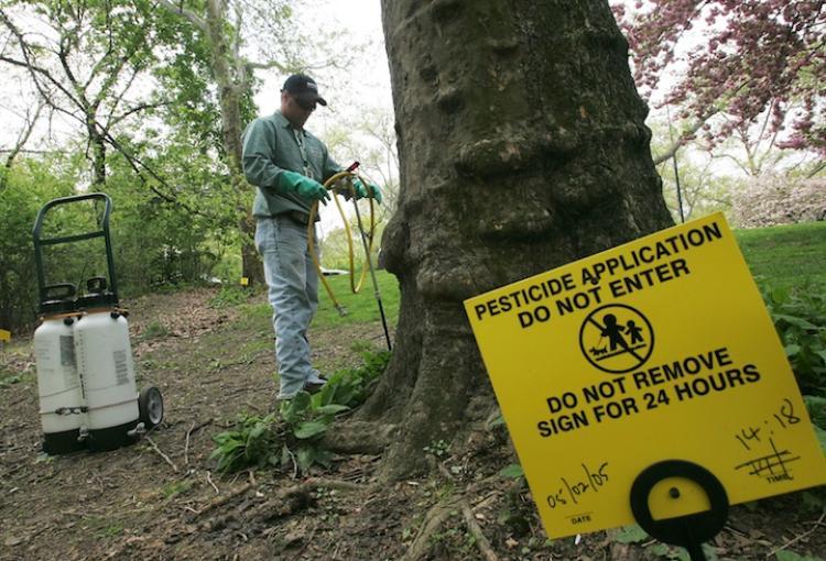 <a><img src="https://www.theepochtimes.com/assets/uploads/2015/09/Beetle_52748521.jpg" alt="BEETLE KILL: In this file photo, a contract worker applies pesticides to a tree in Central Park in New York City, in an effort to stave off infestation by the Asian longhorned beetle (ALB).  (Chris Hondros/Getty Images)" title="BEETLE KILL: In this file photo, a contract worker applies pesticides to a tree in Central Park in New York City, in an effort to stave off infestation by the Asian longhorned beetle (ALB).  (Chris Hondros/Getty Images)" width="320" class="size-medium wp-image-1817674"/></a>