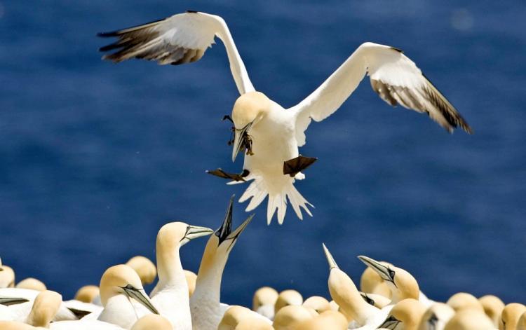 <a><img src="https://www.theepochtimes.com/assets/uploads/2015/09/CANADA-74995387-WEB-2.jpg" alt="Northern gannets of Bonaventure Island in Quebec, home to an estimated 55,000 gannet pairs. The gannet is among the millions of migratory Canadian birds that could be flying into potential danger as a result of the BP oil spill. (David Boily/AFP/Getty Images)" title="Northern gannets of Bonaventure Island in Quebec, home to an estimated 55,000 gannet pairs. The gannet is among the millions of migratory Canadian birds that could be flying into potential danger as a result of the BP oil spill. (David Boily/AFP/Getty Images)" width="320" class="size-medium wp-image-1816709"/></a>