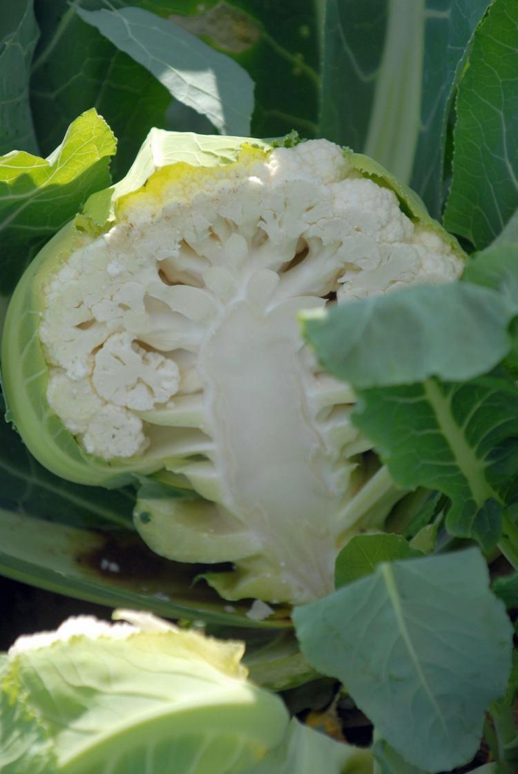 <a><img src="https://www.theepochtimes.com/assets/uploads/2015/09/Cauliflower.jpg" alt="A cauliflower plant cut in half. Cauliflower plants can be harvested from early spring in to late autumn. (Henning Kaiser/AFP/Getty Images)" title="A cauliflower plant cut in half. Cauliflower plants can be harvested from early spring in to late autumn. (Henning Kaiser/AFP/Getty Images)" width="320" class="size-medium wp-image-1828141"/></a>