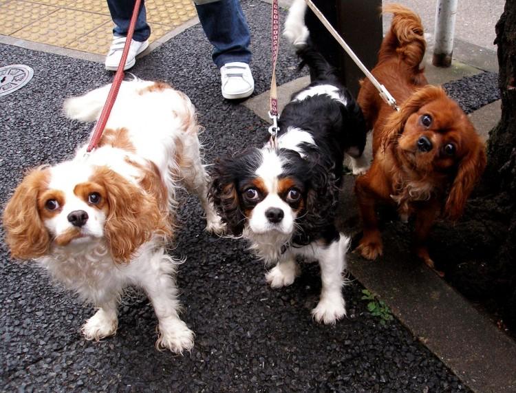 <a><img class="size-medium wp-image-1788732" title="Cavalier King Charles Spaniel" src="https://www.theepochtimes.com/assets/uploads/2015/09/Cavalier_King_Charles_Spaniel_trio.jpg" alt="Cavalier King Charles Spaniel" width="350" height="263"/></a>