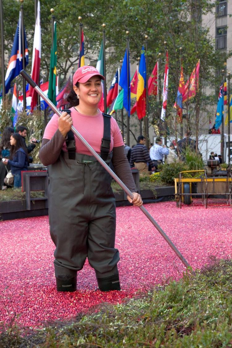 <a><img src="https://www.theepochtimes.com/assets/uploads/2015/09/ChristinaTassone2.jpg" alt="Christina Tassone, fourth-generation cranberry grower, stands in the cranberry bog at Rockefeller Center to celebrate the 80th anniversary of the Ocean Spray grower-owned cooperative.  (Jasper Fakkert/Epoch Times )" title="Christina Tassone, fourth-generation cranberry grower, stands in the cranberry bog at Rockefeller Center to celebrate the 80th anniversary of the Ocean Spray grower-owned cooperative.  (Jasper Fakkert/Epoch Times )" width="320" class="size-medium wp-image-1825854"/></a>