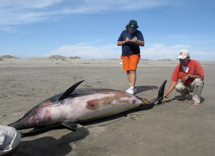 <a><img class="wp-image-1787136" title="Experts measure a dead dolphin lying on a beach on the northern coast of Peru on March 27. (Wilfredo Sandoval/AFP/GettyImages)" src="https://www.theepochtimes.com/assets/uploads/2015/09/Dolphin144039302.jpg" alt="" width="590" height="427"/></a>