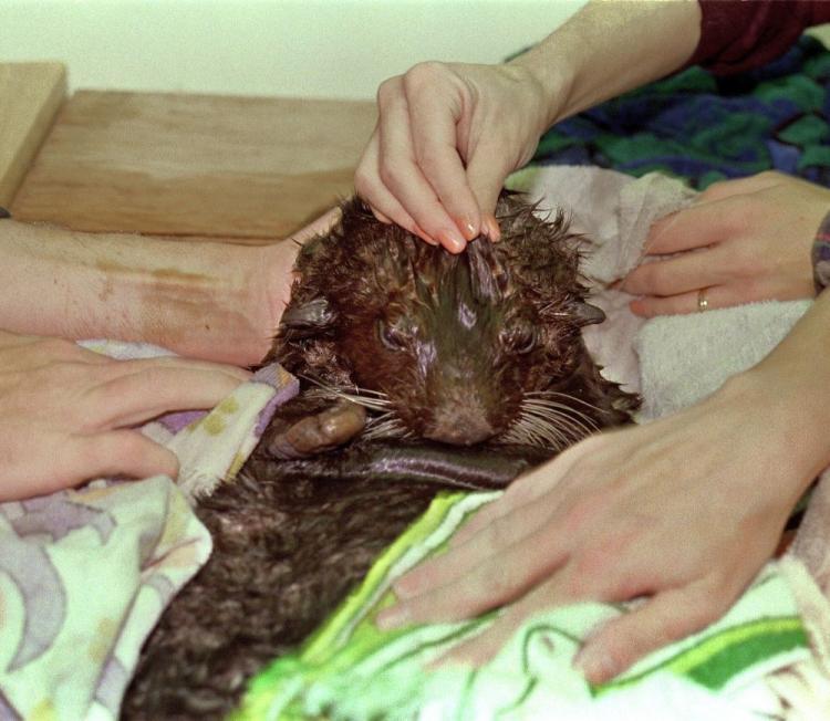 <a><img src="https://www.theepochtimes.com/assets/uploads/2015/09/EXXON-OTTER-51656285.jpg" alt="A sea otter, nicknamed 'Belle' by mammal rescue center volunteers, peers over towels while being dried on March 31, 1989, after being cleaned of oil, a week after the tanker Exxon Valdez ran aground 24 March 1989 and spilled 11 million gallons of crude oil into Prince William Sound off Alaska. (Chris Wilkins/AFP/Getty Images)" title="A sea otter, nicknamed 'Belle' by mammal rescue center volunteers, peers over towels while being dried on March 31, 1989, after being cleaned of oil, a week after the tanker Exxon Valdez ran aground 24 March 1989 and spilled 11 million gallons of crude oil into Prince William Sound off Alaska. (Chris Wilkins/AFP/Getty Images)" width="320" class="size-medium wp-image-1820933"/></a>