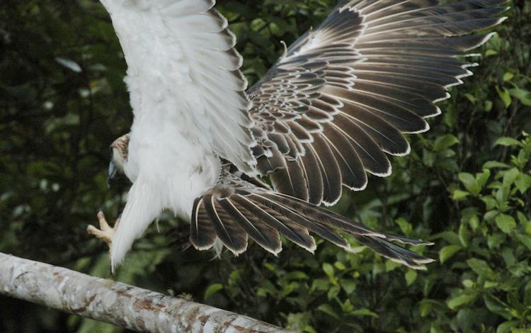 <a><img class="size-large wp-image-1787073" title="A rare Philippine Eagle nicknamed 'Kabayan' flies out of its cage April, 22 2004 in a planned release at the PNOC Geothermal Production Field located at the Mt. Apo park in Cotabato province, southern Philippines. (Romeo Gacad/AFP/Getty Images)" src="https://www.theepochtimes.com/assets/uploads/2015/09/Eagle3455544B.jpg" alt="" width="590" height="442"/></a>