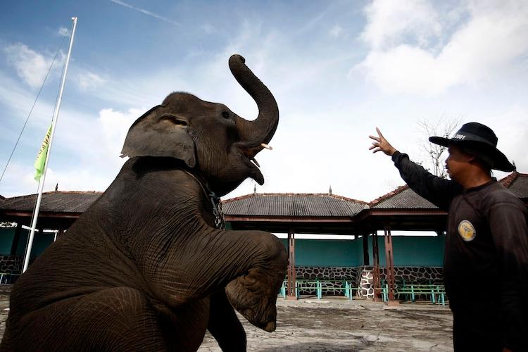 <a><img class="size-large wp-image-1789733" title="Elephant receives training from elephant keeper for circus performance." src="https://www.theepochtimes.com/assets/uploads/2015/09/Elephant-102120570-750.jpg" alt="Elephant receives training from elephant keeper for circus performance." width="590" height="393"/></a>