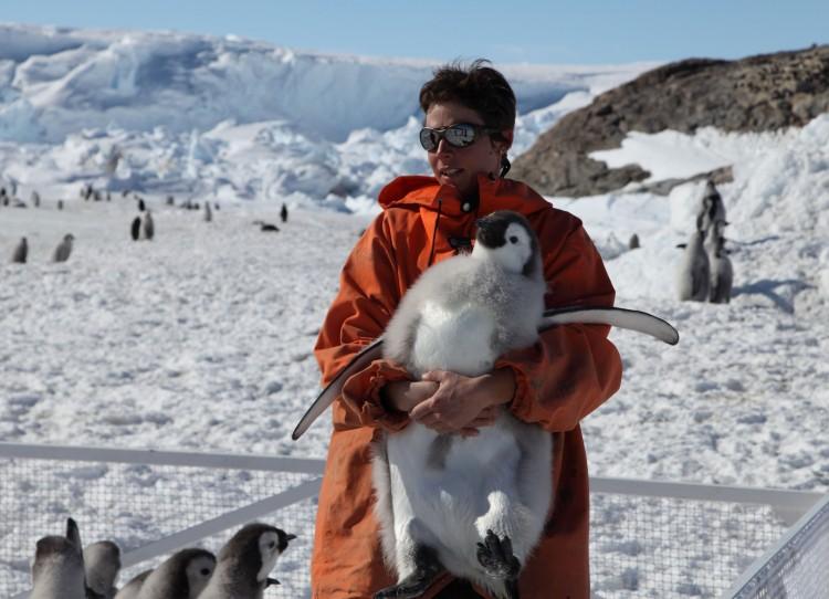 <a><img class="size-full wp-image-1785920" title="Biologist Stephanie Jenouvrier readies an Emperor penguin chick (about five months old) for tagging during fieldwork in December 2011 in Terre Adélie. (Courtesy of Stephanie Jenouvrier/Woods Hole Oceanographic Institution) " src="https://www.theepochtimes.com/assets/uploads/2015/09/Emperor-penguin_Stephanie_small.jpg" alt="Biologist Stephanie Jenouvrier readies an Emperor penguin chick (about five months old) for tagging during fieldwork in December 2011 in Terre Adélie. (Courtesy of Stephanie Jenouvrier/Woods Hole Oceanographic Institution) " width="750" height="542"/></a>