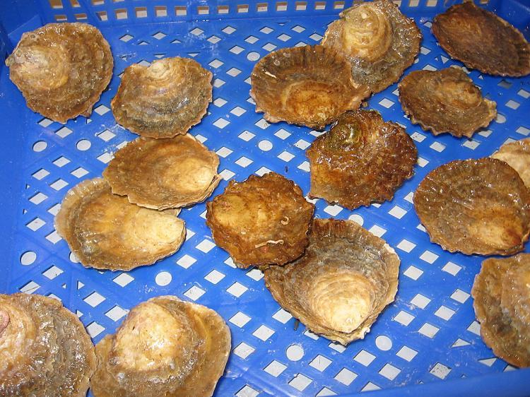 <a><img src="https://www.theepochtimes.com/assets/uploads/2015/09/Europeanoysters.jpg" alt="The European oyster, Ostrea edulis, is in short supply due to parasite attacks. (Susanne Lindegarth/University of Gothenburg)" title="The European oyster, Ostrea edulis, is in short supply due to parasite attacks. (Susanne Lindegarth/University of Gothenburg)" width="320" class="size-medium wp-image-1828150"/></a>