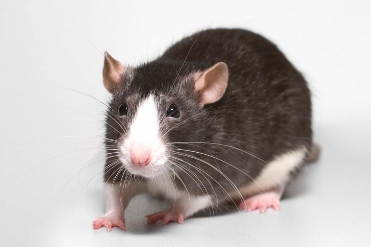 <a><img src="https://www.theepochtimes.com/assets/uploads/2015/09/Fancy_rat_blaze.jpg" alt="INHERITED ENVIRONMENTAL EFFECT: Research finds that the stress experienced by female rats in their early lives could have an effect on their offspring. (AlexK100/Wikimedia Commons)" title="INHERITED ENVIRONMENTAL EFFECT: Research finds that the stress experienced by female rats in their early lives could have an effect on their offspring. (AlexK100/Wikimedia Commons)" width="320" class="size-medium wp-image-1798340"/></a>