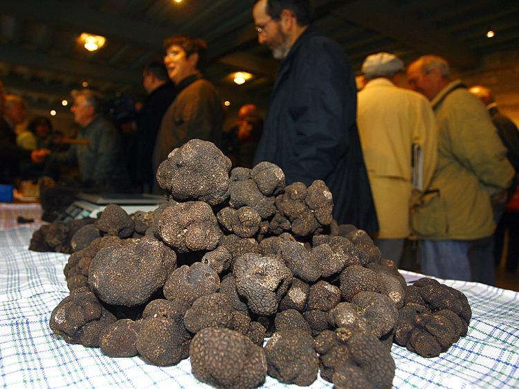 <a><img src="https://www.theepochtimes.com/assets/uploads/2015/09/Fungus83961509.jpg" alt="People walk past a pile of black truffles during a truffle market in Jarnac, western France. (Nicolas Tucat/AFP/Getty Images)" title="People walk past a pile of black truffles during a truffle market in Jarnac, western France. (Nicolas Tucat/AFP/Getty Images)" width="320" class="size-medium wp-image-1812558"/></a>