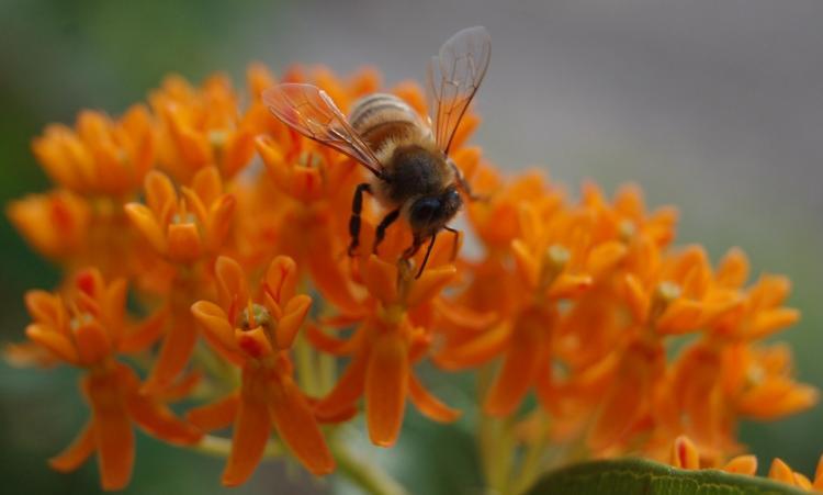 <a><img src="https://www.theepochtimes.com/assets/uploads/2015/09/Insect2469.jpg" alt="Despite their small brains, honeybees can count, categorize similar objects, and differentiate between shapes that are symmetrical and asymmetrical. (The Epoch Times)" title="Despite their small brains, honeybees can count, categorize similar objects, and differentiate between shapes that are symmetrical and asymmetrical. (The Epoch Times)" width="320" class="size-medium wp-image-1824892"/></a>