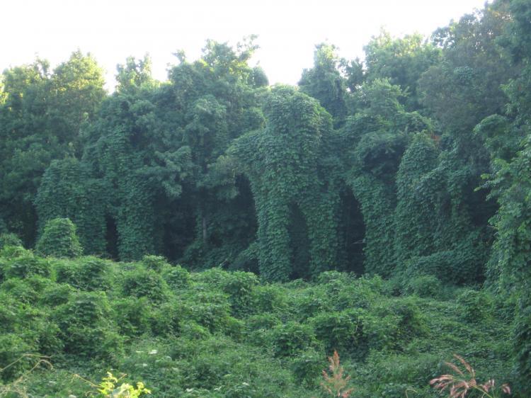 <a><img src="https://www.theepochtimes.com/assets/uploads/2015/09/KudzuInvasionHeatherCoinerUniversityofToronto.JPG" alt="INVADER: Kudzu blankets everything in its path, including highway signs, utility poles, trees, and watersheds.  (Heather Coiner/University of Toronto)" title="INVADER: Kudzu blankets everything in its path, including highway signs, utility poles, trees, and watersheds.  (Heather Coiner/University of Toronto)" width="320" class="size-medium wp-image-1826054"/></a>