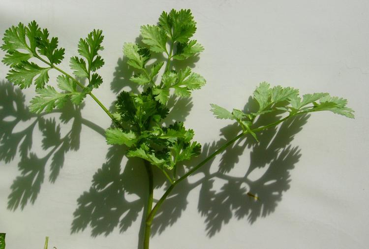 <a><img src="https://www.theepochtimes.com/assets/uploads/2015/09/L1020334-cilantro.JPG" alt="Cilantro is a natural chelator of heavy metals.  (Louise Valentine/The Epoch Times)" title="Cilantro is a natural chelator of heavy metals.  (Louise Valentine/The Epoch Times)" width="320" class="size-medium wp-image-1834058"/></a>