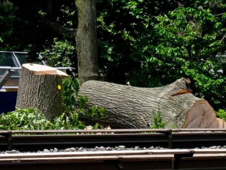 <a><img src="https://www.theepochtimes.com/assets/uploads/2015/09/LIRROak-2.jpg" alt="LEAVES OF CHANGE: An oak tree cut down near a railway track in Queens as a safety hazard-one of several already cleared in the area, with more on the horizon. (Courtesy of Michael Perlman of Rego-Forest Preservation Council)" title="LEAVES OF CHANGE: An oak tree cut down near a railway track in Queens as a safety hazard-one of several already cleared in the area, with more on the horizon. (Courtesy of Michael Perlman of Rego-Forest Preservation Council)" width="350" class="size-medium wp-image-1801636"/></a>