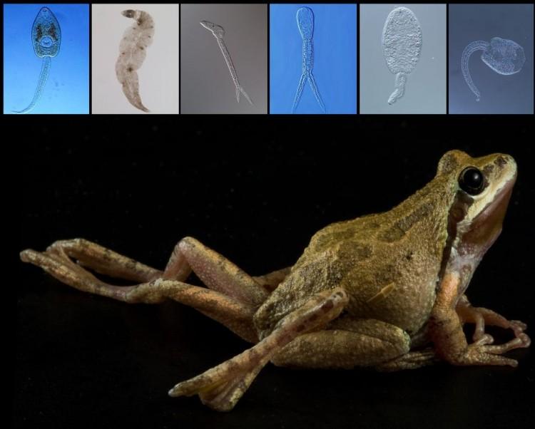 <a><img class="size-full wp-image-1787251" title="A new University of Colorado study shows increases in parasite diversity can benefit the health and survival of amphibians.(Frog image copyright David Herasimtschuk, Freshwaters Illustrated. Parasite images courtesy Pieter Johnson, University of Colorado.) " src="https://www.theepochtimes.com/assets/uploads/2015/09/Malformed-chorus-frog.jpeg" alt="A new University of Colorado study shows increases in parasite diversity can benefit the health and survival of amphibians.(Frog image copyright David Herasimtschuk, Freshwaters Illustrated. Parasite images courtesy Pieter Johnson, University of Colorado.) " width="750" height="602"/></a>