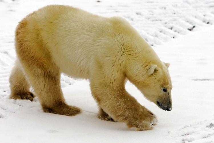 <a><img src="https://www.theepochtimes.com/assets/uploads/2015/09/POLAR77940912.jpg" alt="A polar bear walks on the edge of Hudson Bay outside Churchill, Mantioba. Polar bears return every year to Churchill, the polar bear capital of the world, where they hunt for seals on the icepack until the spring thaw. (Paul J. Richards/AFP/Getty Images)" title="A polar bear walks on the edge of Hudson Bay outside Churchill, Mantioba. Polar bears return every year to Churchill, the polar bear capital of the world, where they hunt for seals on the icepack until the spring thaw. (Paul J. Richards/AFP/Getty Images)" width="320" class="size-medium wp-image-1822496"/></a>
