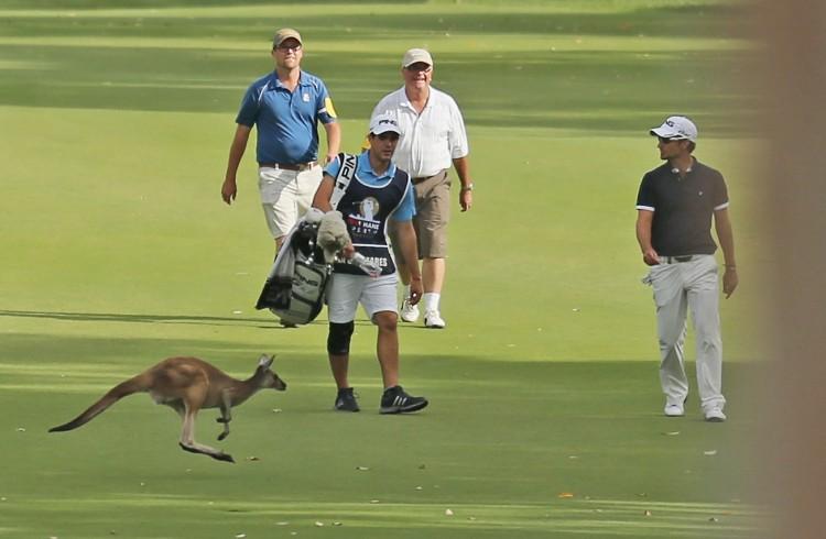 <a><img class="size-large wp-image-1775314" src="https://www.theepochtimes.com/assets/uploads/2015/09/POTWGolf154498299.jpg" alt="A Kangaroo bounces around as Spain's Alejandro Canizares heads toward the 16th hole on day four of the Perth International at Lake Karrinyup Country Club in Perth, Australia. (Scott Barbour/Getty Images)" width="590" height="385"/></a>