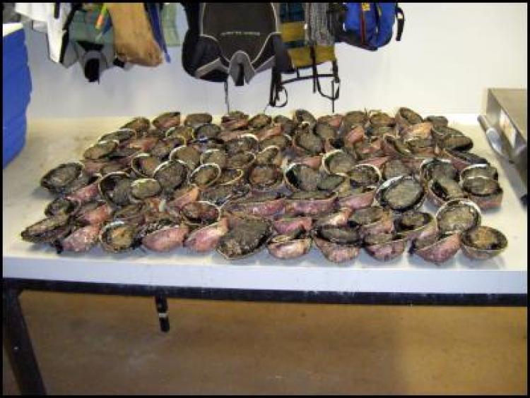 <a><img src="https://www.theepochtimes.com/assets/uploads/2015/09/Pau+catch+Curtesy+Ministry+of+Fisheries.jpeg.jpg" alt="Paua is highly sought after in parts of Asia and can fetch up to $500-$1000 a kilogram in its dried form in Hong Kong and Taiwan. (Courtesy of Ministry of Fisheries)" title="Paua is highly sought after in parts of Asia and can fetch up to $500-$1000 a kilogram in its dried form in Hong Kong and Taiwan. (Courtesy of Ministry of Fisheries)" width="320" class="size-medium wp-image-1826087"/></a>