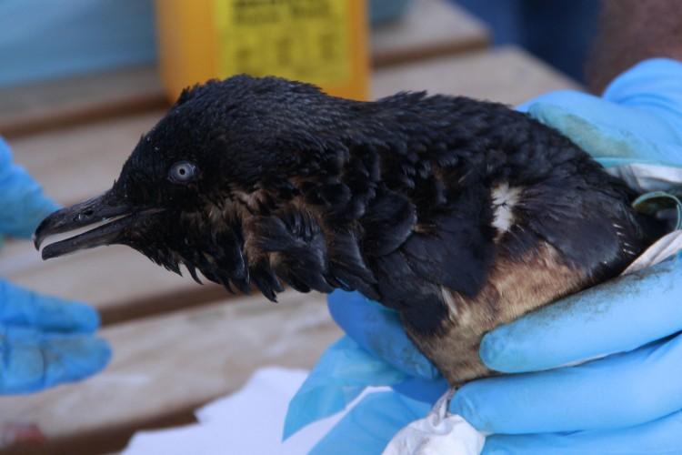<a><img src="https://www.theepochtimes.com/assets/uploads/2015/09/Penguin_Oil_Spill.jpg" alt="Little blue penguin found at Papamoa Beach covered in oil after Liberian cargo ship Rena hit a reef on 6 October  2011 off the coast of Tauranga. (Sunlive New Zealand/Getty Images)" title="Little blue penguin found at Papamoa Beach covered in oil after Liberian cargo ship Rena hit a reef on 6 October  2011 off the coast of Tauranga. (Sunlive New Zealand/Getty Images)" width="250" class="size-medium wp-image-1796731"/></a>