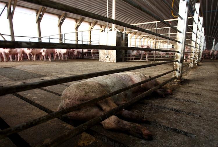 <a><img class="size-large wp-image-1786924" title="View of a dead pig in a hangar housing thousands of pigs in the Agrosuper slaughterhouse in Freirina, some 500 miles (800 km) north of Santiago, on May 22. (Alex Fuentes/AFP/GettyImages)" src="https://www.theepochtimes.com/assets/uploads/2015/09/Pigs145361520.jpg" alt="" width="590" height="396"/></a>