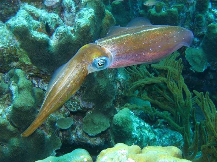 Study finds that squid can fly to conserve energy. (Dan Hershman/Wikimedia Commons)