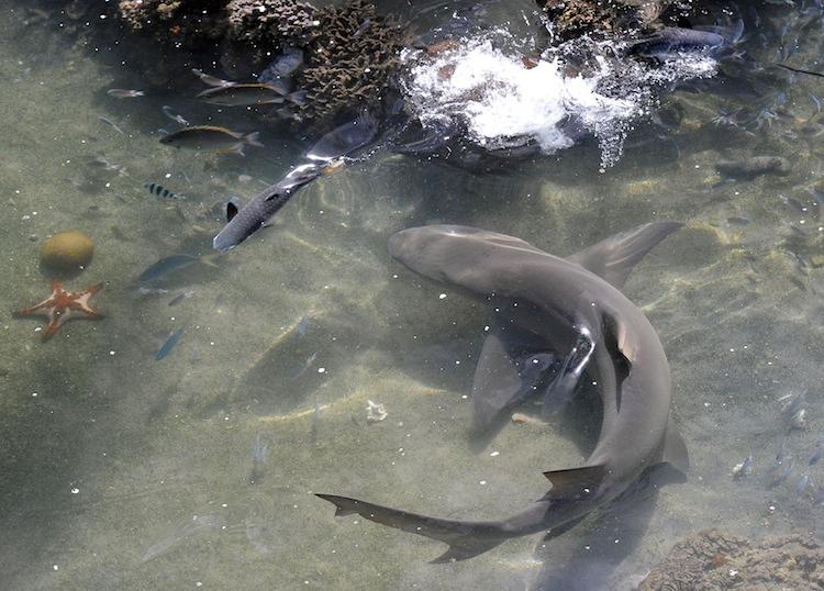 <a><img class="size-full wp-image-1782650" title="Photo taken on July 11, 2010 shows a lemon shark (R) chasing a mullet (L) at the Living Reef aquarium on Daydream Island in the Whitsundays archipelago off Queensland. (Torsten Blackwood/AFP/Getty Images)" src="https://www.theepochtimes.com/assets/uploads/2015/09/Shark_103106002.jpg" alt="" width="750" height="538"/></a>