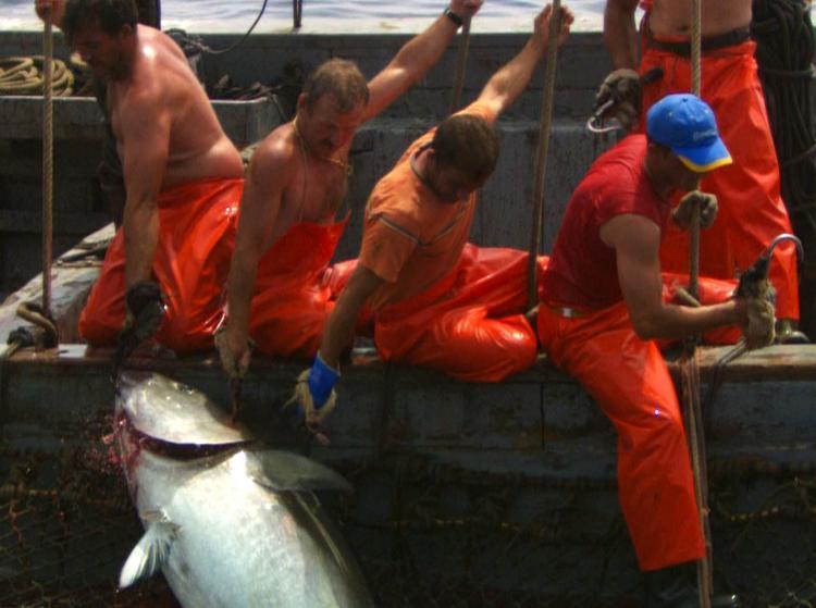 <a><img src="https://www.theepochtimes.com/assets/uploads/2015/09/Theendofthelinefilmstill.jpg" alt="HOOKED:A still from The End of the Line, the worlds first major documentary about the devastating impact of overfishing" title="HOOKED:A still from The End of the Line, the worlds first major documentary about the devastating impact of overfishing" width="320" class="size-medium wp-image-1827965"/></a>