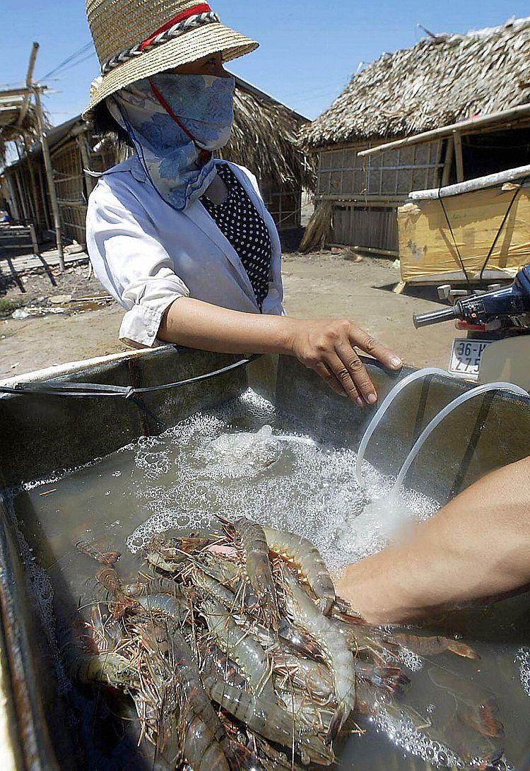 <a><img class="wp-image-1769083" src="https://www.theepochtimes.com/assets/uploads/2015/09/Vietnam+shrimp+2846368.jpg" alt="A file photo of a Vietnamese shrimp farmer letting a trader inspect shrimp she has just fished from her family shrimp farm in Quang Xuong District, in the northern coastal province of Thanh Hoa, on July 26, 2003. An increased demand for tropical shrimp has led to the spread of plantations, wiping out mangrove forests and other ecosystems. (Hoang Dinh Nam/AFP/Getty Images) " width="284" height="413"/></a>